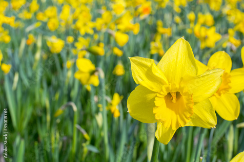 Fototapeta Naklejka Na Ścianę i Meble -  Many beautiful yellow narcissuses in the daylight in spring