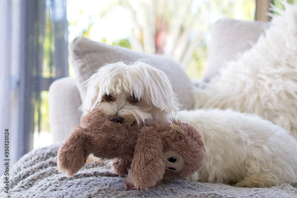 Fluffy maltese dog playing with toy. Fluffy maltese dog playing with toy.