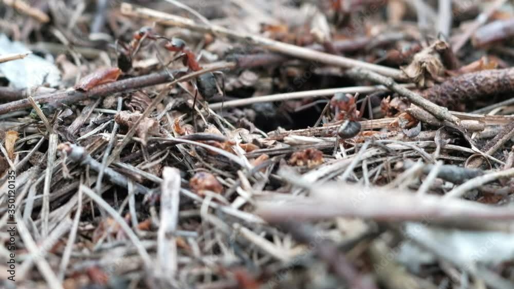 many forest ants work to build an ant hill. Close-up. many forest ants work to build an ant hill. Close-up.