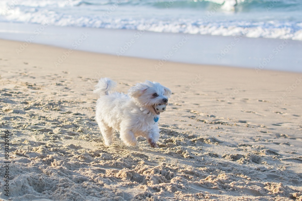 Maltese dog running on a sandy beach. Maltese dog running on a sandy beach.