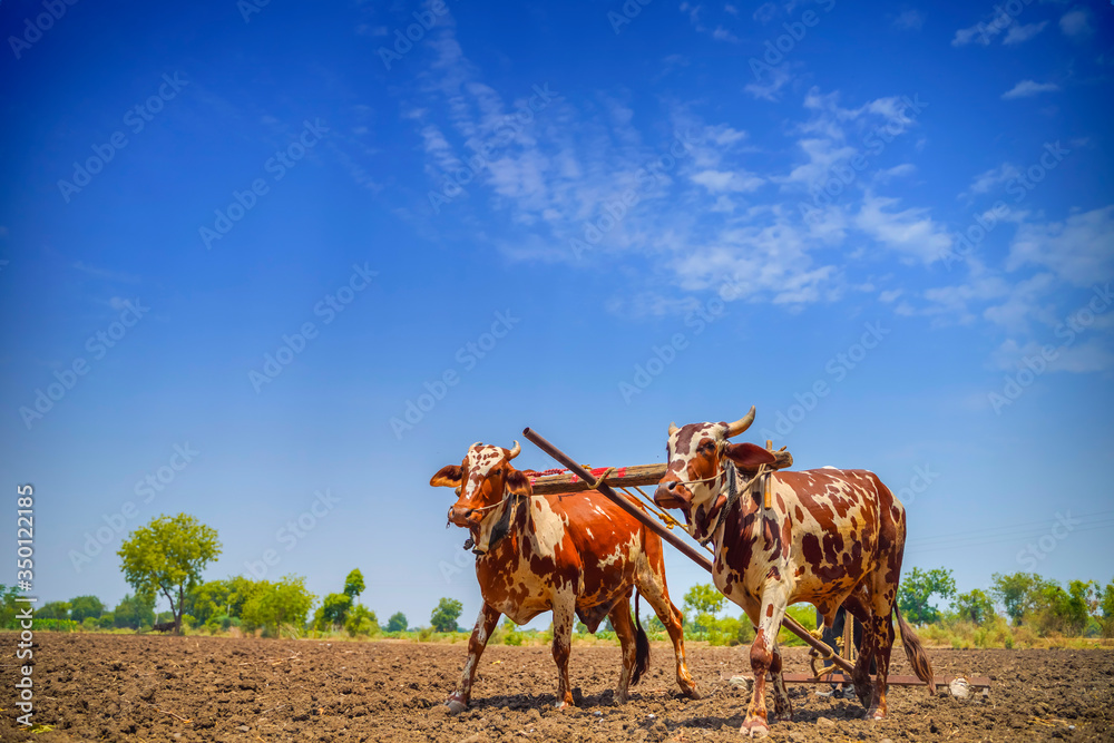 Indian farmer working with bull at his farm Indian farmer working with bull at his farm