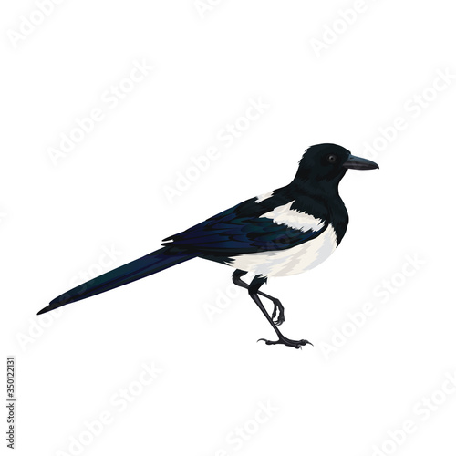 Canvas Print Realistic magpie sitting