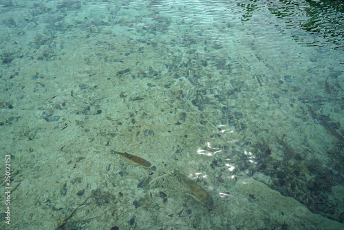 School of fish in clear blue water