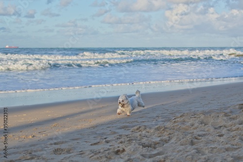 Maltese dog running on a sandy beach.