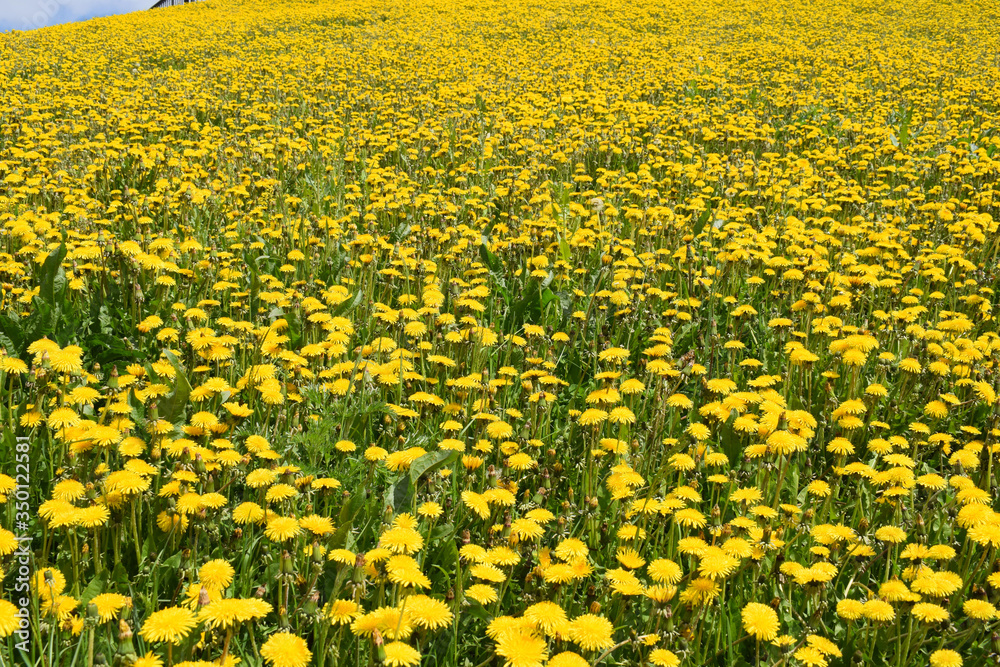 Obraz premium field of dandelions