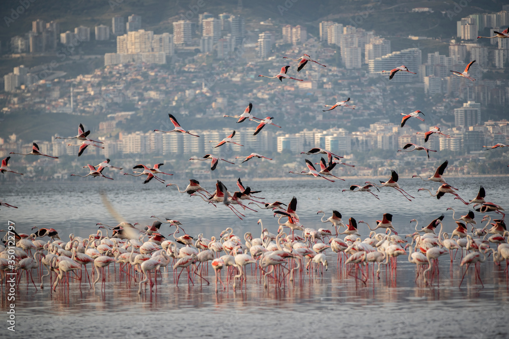 Fototapeta premium Pink big birds Greater Flamingos, Phoenicopterus ruber, in the water, izmir, Turkey. Flamingos cleaning feathers. Wildlife animal scene from nature.