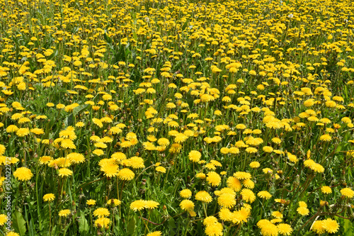 field of dandelions