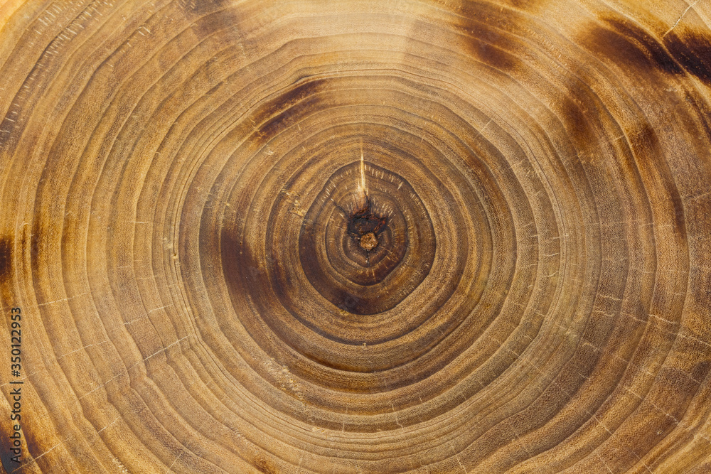 Naklejka premium Closeup poplar trunk slice, growth rings. Burnt wood texture.