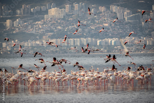 Pink big birds Greater Flamingos, Phoenicopterus ruber, in the water, izmir, Turkey. Flamingos cleaning feathers. Wildlife animal scene from nature.