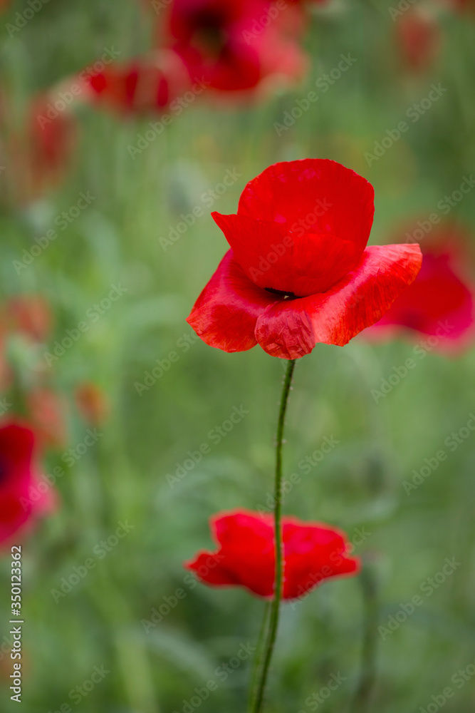 Fototapeta premium Poppy Flower Meadow In Summer