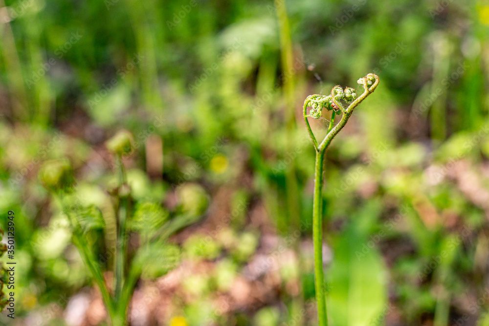 Bracken fern (Pterídium aquilínum ) close-up, perennial plant, wild plants in the forest Bracken fern (Pterídium aquilínum ) close-up, perennial plant, wild plants in the forest
