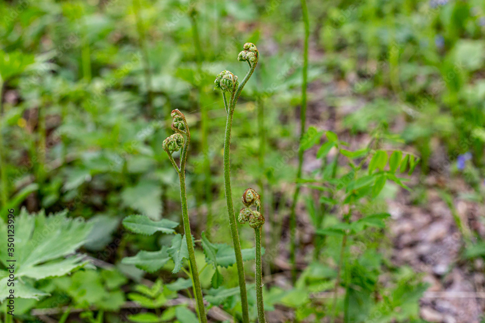 Bracken fern (Pterídium aquilínum ) close-up, perennial plant, wild plants in the forest Bracken fern (Pterídium aquilínum ) close-up, perennial plant, wild plants in the forest