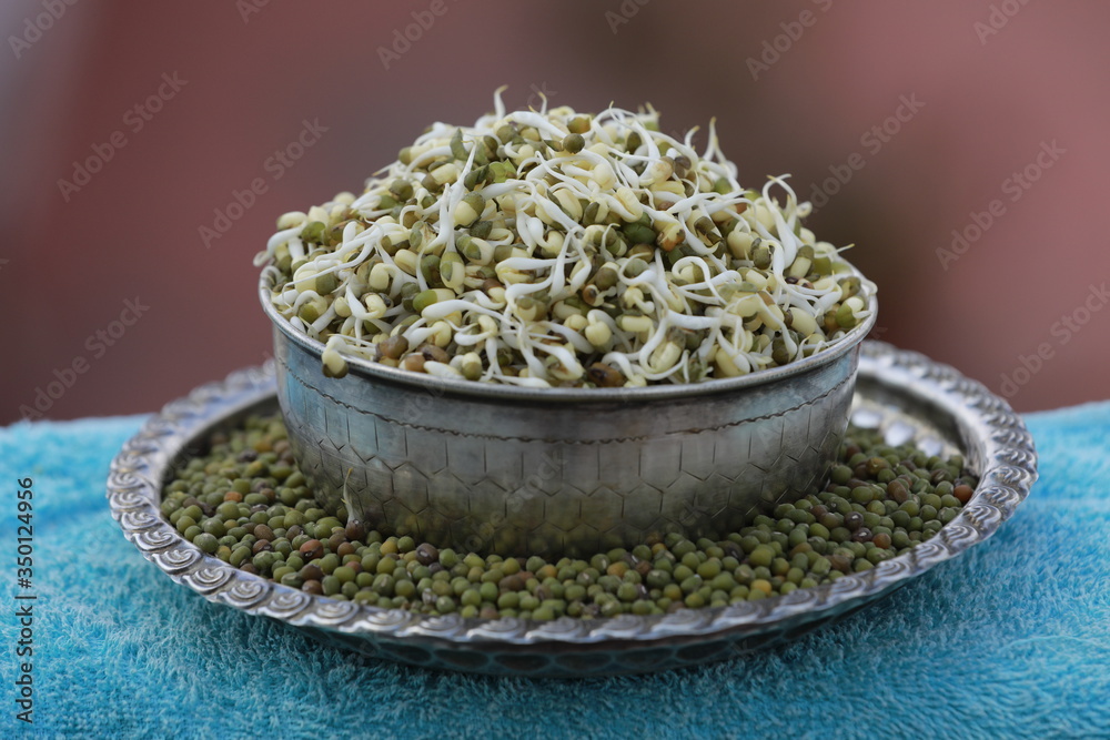 Healthy Green Organic Sprouts in Silver Bowl