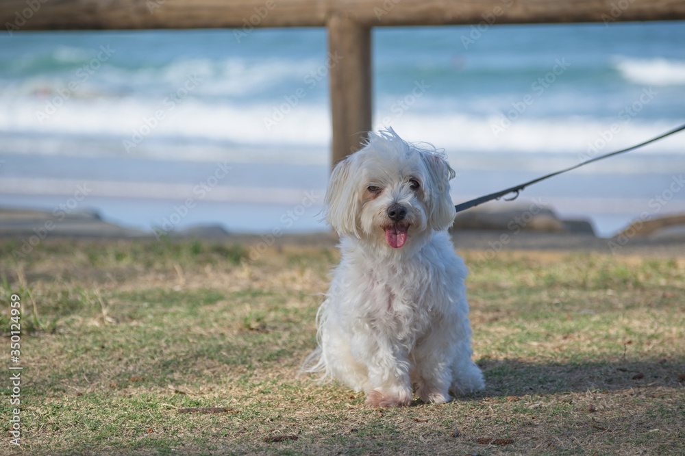 Maltese dog sitting on grass with leash attched.