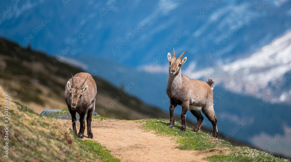 handsome young ibex in front of an alpine ridge in the Bernese Alps handsome young ibex in front of an alpine ridge in the Bernese Alps