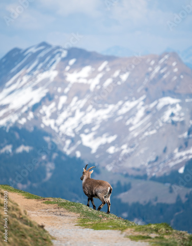 young ibex in front of an alpine ridge