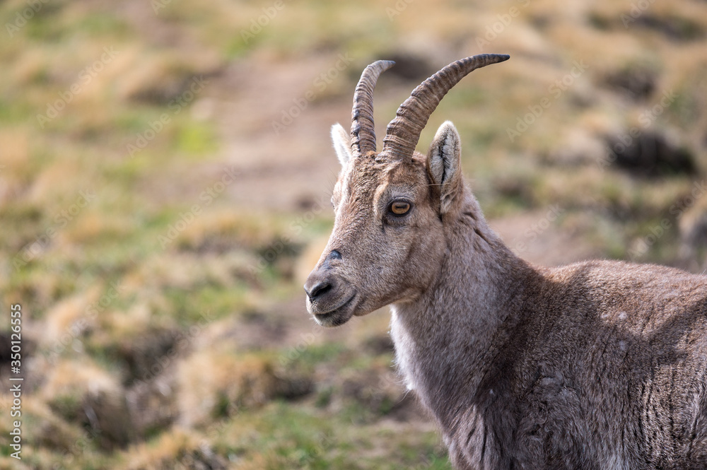 Portrait of an ibex