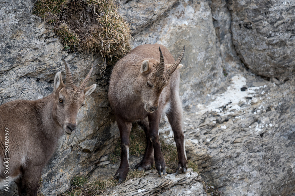 young ibex in steep rockface in the Bernese Alps young ibex in steep rockface in the Bernese Alps