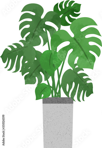 手描きの観葉植物（モンステラ）　アイコン（水彩風）