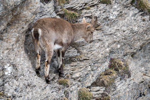 young ibex in steep rockface in the Bernese Alps © schame87