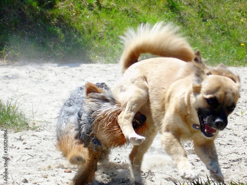 Foto Dogs Fighting On Sandy Field