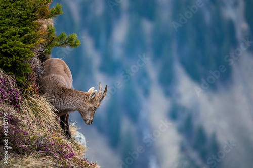 young ibex in steep rockface in the Bernese Alps
