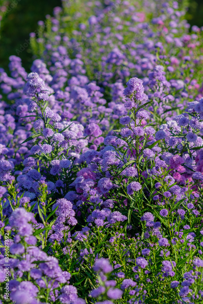 Beautiful and fresh margaret flowers blue tone Flower bouquet In the middle of the purple flower field, beautiful, vertical image.