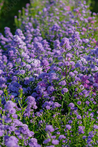 Beautiful and fresh margaret flowers blue tone Flower bouquet In the middle of the purple flower field  beautiful  vertical image.