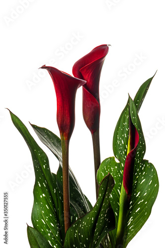 Red Calla Lilly flower with leaves on a white background.
