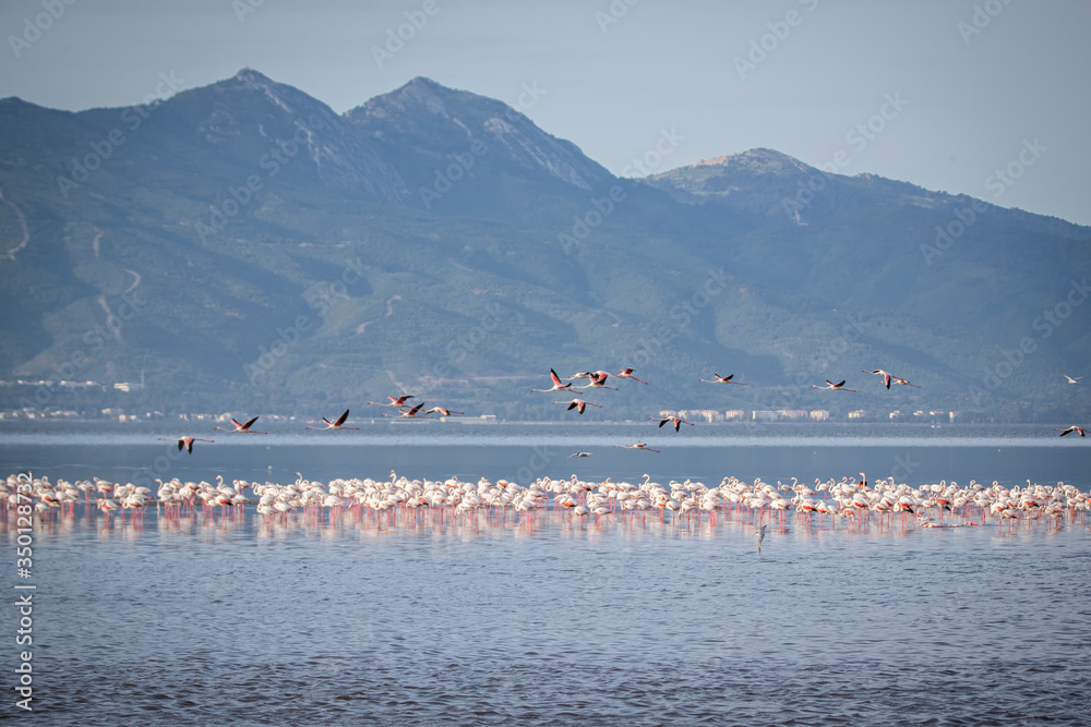 Fototapeta premium Pink big birds Greater Flamingos, Phoenicopterus ruber, in the water, izmir, Turkey. Flamingos cleaning feathers. Wildlife animal scene from nature.