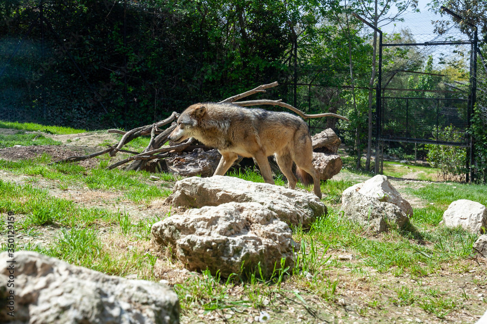 Naklejka premium lupo