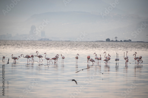 Pink big birds Greater Flamingos, Phoenicopterus ruber, in the water, izmir, Turkey. Flamingos cleaning feathers. Wildlife animal scene from nature.