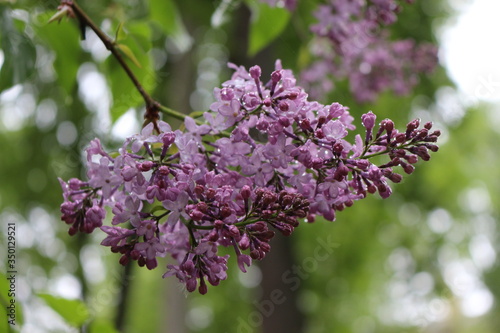  Bright fragrant clusters of flowers bloom on a lilac bush in spring