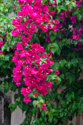 Bougainvillea flowers blossoms