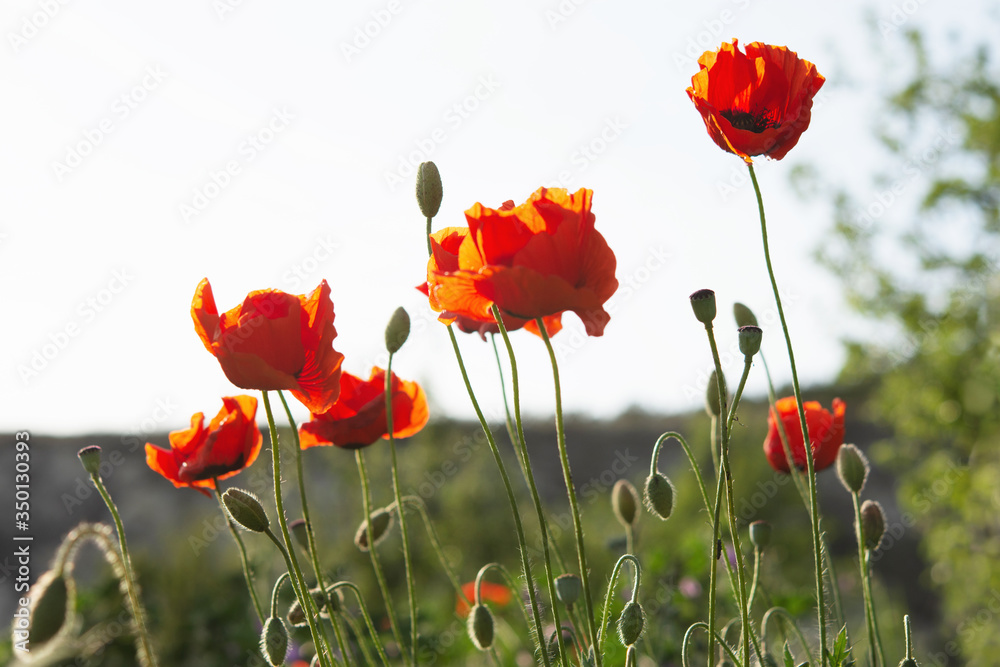 Obraz premium Poppies against the sky close-up. Beautiful red wildflowers in selective focus. Bottom view. Flowers in the contour. Bright spring flower background. Landscape with poppies