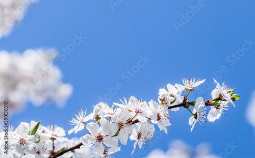 Cherry blossoms in spring. Beautiful white flowers against blue sky