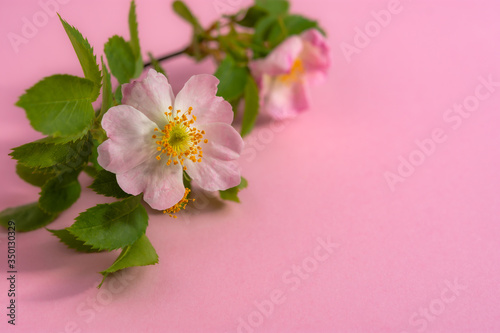 Rosehip flower on a pink background. Top view of the branch of the wild rose. Beautiful pink flower in selective focus. Floral spring background with space for text. Pink romantic mood