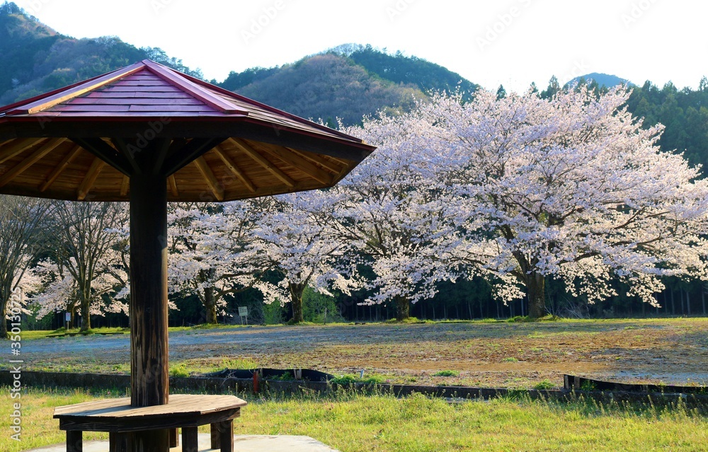 Obraz premium さくら 山 憩い 風景 杤木