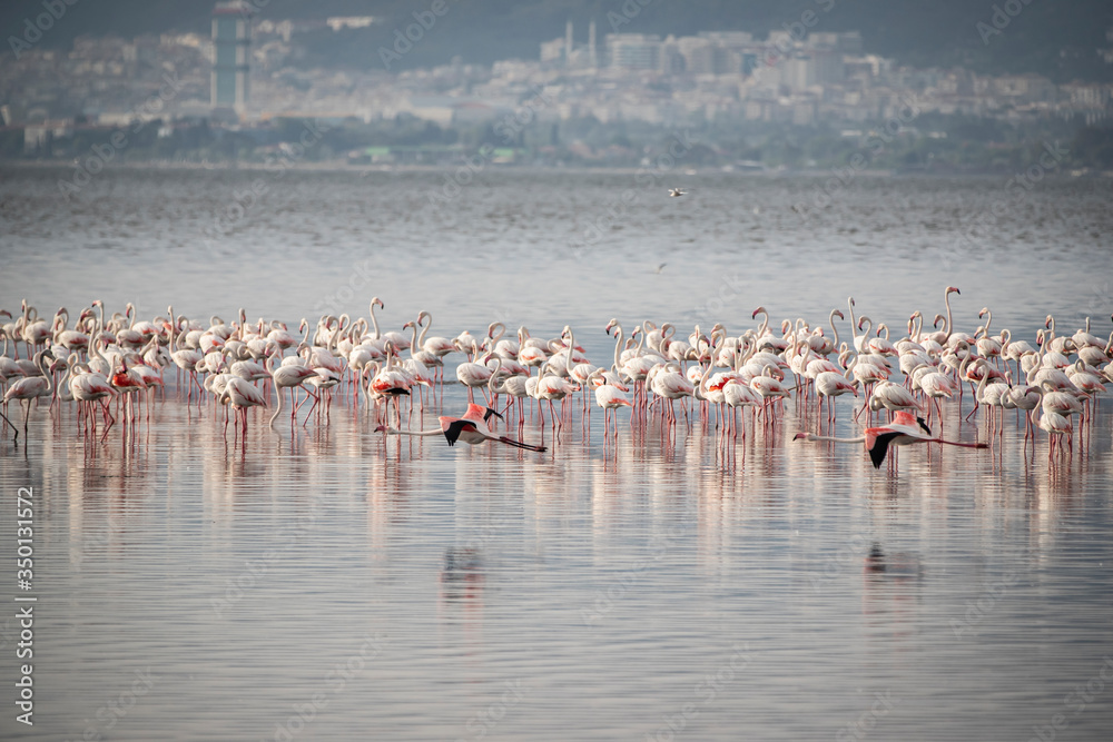 Naklejka premium Pink big birds Greater Flamingos, Phoenicopterus ruber, in the water, izmir, Turkey. Flamingos cleaning feathers. Wildlife animal scene from nature.