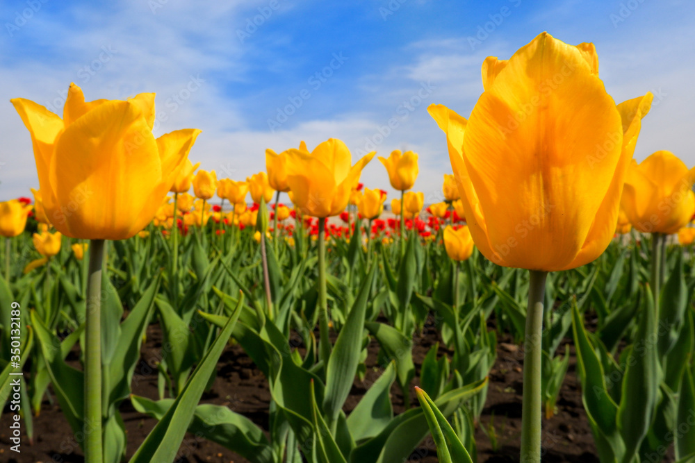 Obraz premium Yellow tulips growing on a field against blue sky. Yellow tulip field. Spring background with beautiful yellow tulips. Bottom view of yellow tulip rows in summer time. Close-up