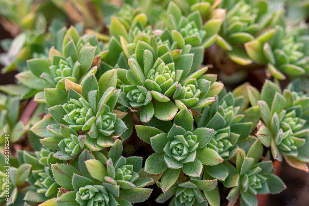 Sedum palmeri plant with bright golden-yellow small star-shaped flowers Sedum palmeri plant with bright golden-yellow small star-shaped flowers
