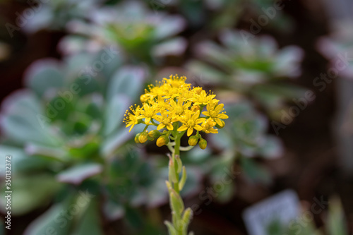 Sedum palmeri plant with bright golden-yellow small star-shaped flowers