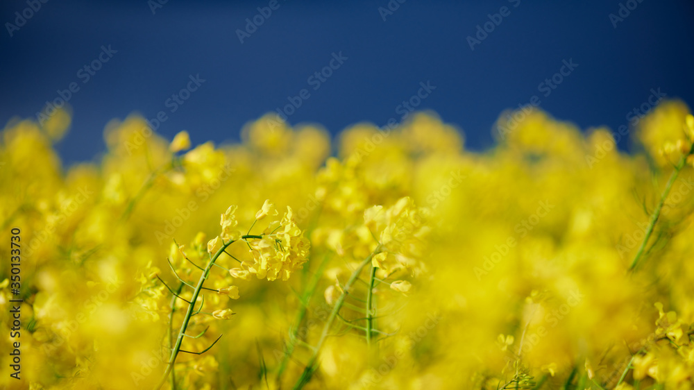 Obraz premium Yellow rape field with blue sky