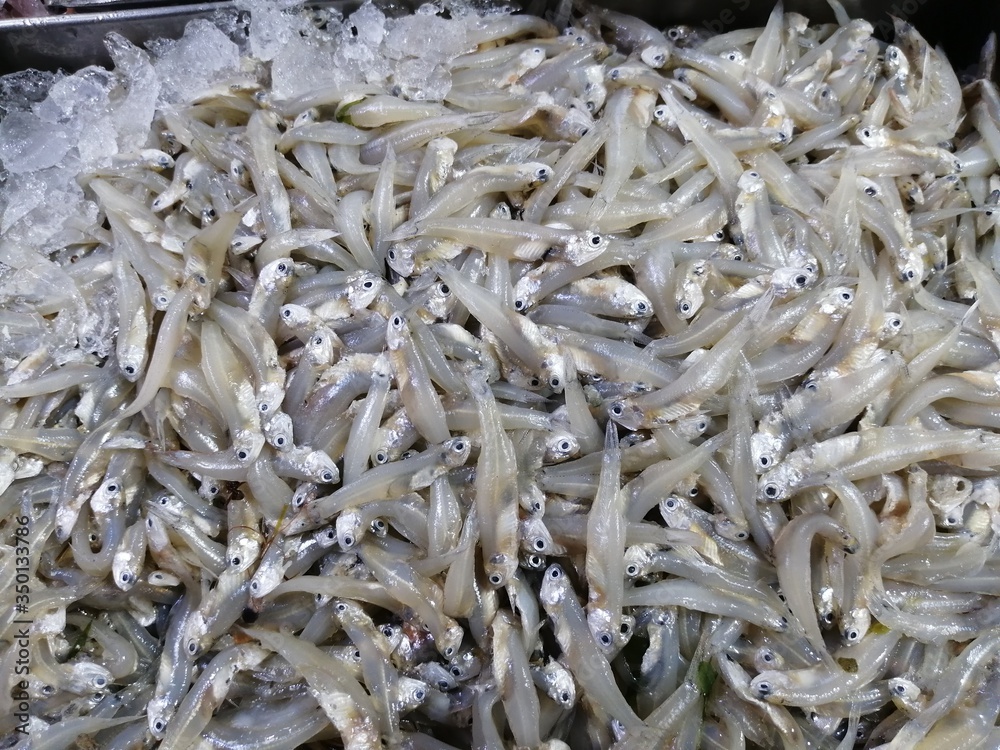 Kanchki fish kept for sale in fish market Kanchki fish kept for sale in fish market