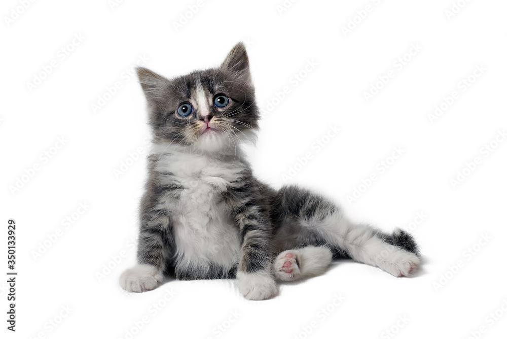 Cute little fluffy gray kitten lies on a white background, looks at camera. Portrait of a grey kitten Isolated on a white background