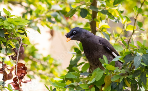 bird on a branch