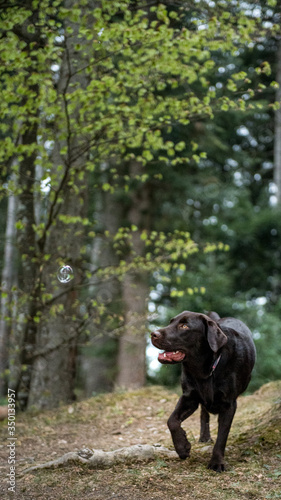 brown labrador retriever playing with soap bubbles