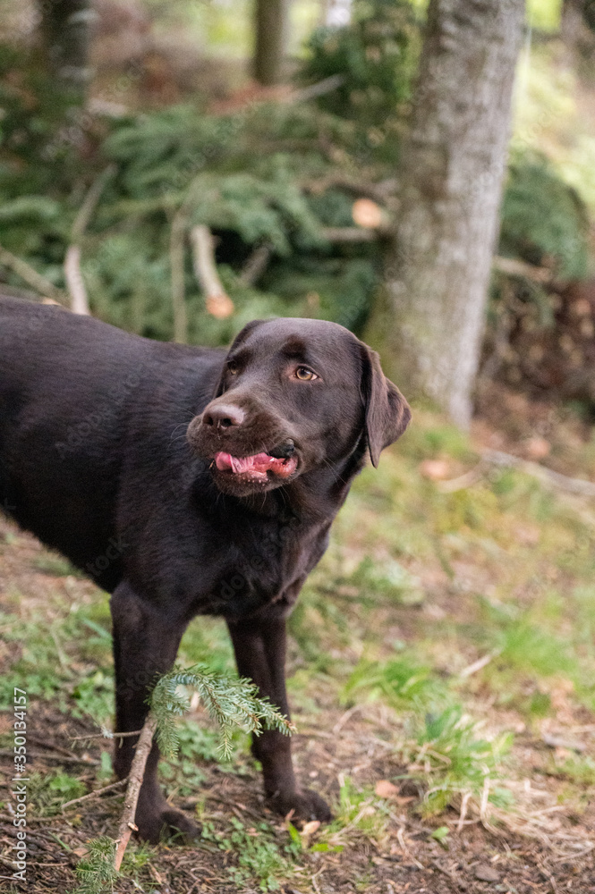 brown labrador retriever chewing on a stick brown labrador retriever chewing on a stick