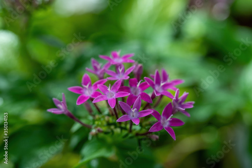 Fototapeta Naklejka Na Ścianę i Meble -  Egyptian star cluster flowers Latin name Pentas lanceolate