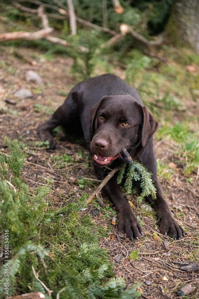 brown labrador retriever chewing on a stick